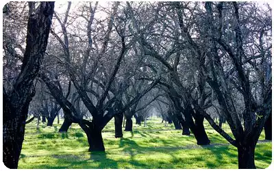 altura deseada de los manzanos en la plantación