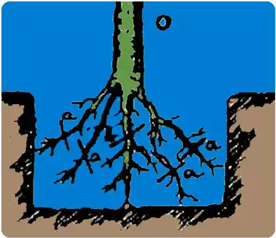 arreglo de raices de manzanos a la hora de plantar