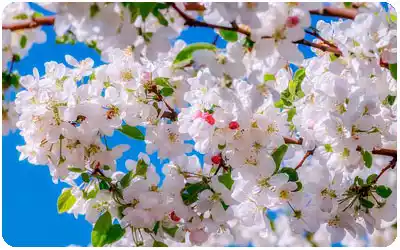flor de los manzanos