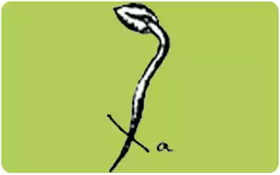 germinación semillas manzanas