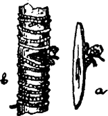 injertos de botón de flor