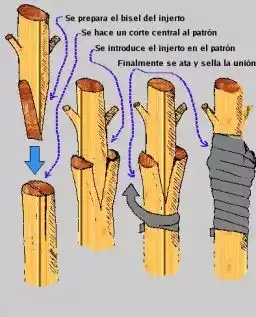 injerto de hendidura