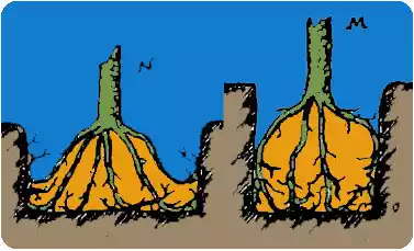plantación defectuosa del manzano