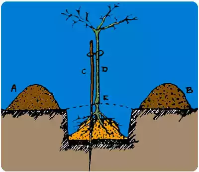 como plantar manzanos en el terreno