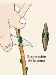 escudete del injerto de yema