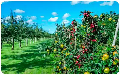 sidra según el terreno de cultivo