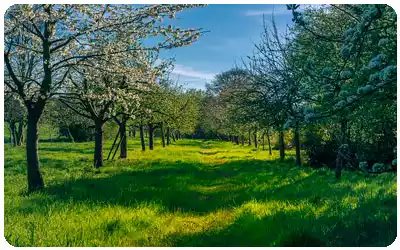 sidra según ubicación del terreno de cultivo
