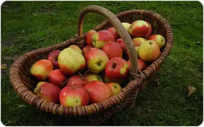 cesto manzanas