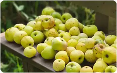 conservación manzanas