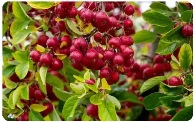 aclareo de frutos