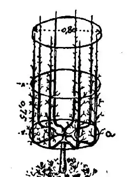 poda vaso regular